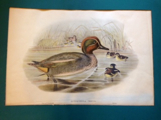 Image for Color Lithograph - "Querquedula Creeca"