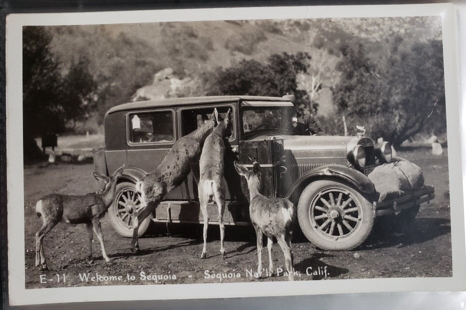 Image for Real Photo Post Card: "E-11; Welcome to Sequoia - Sequoia Nat'l Park, Calif."